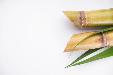 Sugar cane on a white background with space for text. Top view.