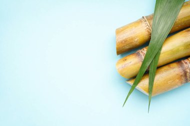 Sugar cane on a blue background with space for text. Top view.