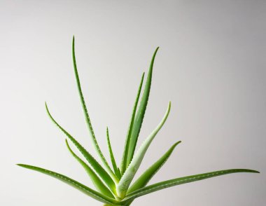 Aloe vera in a gray background, close-up.