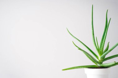 Aloe vera in pot on a gray background with space for text.