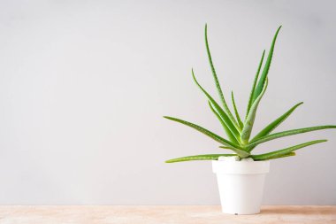 Aloe vera in white pot on a colour background with space for text.
