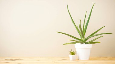 Aloe vera and succulents on a gray wall background with space for text.