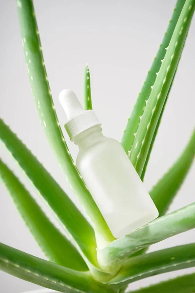 Close Aloe Vera Bottle Cosmetics Gray Background Vertically Εικόνα Αρχείου