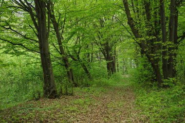 Yoğun yeşil ormanda yol. Bahar Ormanı.