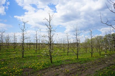 Baharda çiçek açan elma bahçesi. Bahar mevsiminde çiçek açan karahindiba tarlalarıyla genç bir elma bahçesi..