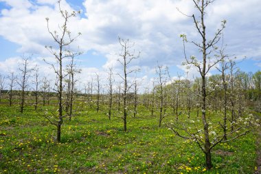 Baharda çiçek açan elma bahçesi. Bahar mevsiminde çiçek açan karahindiba tarlalarıyla genç bir elma bahçesi..