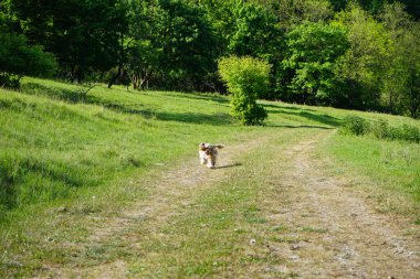 Koşan Amerikan cocker spaniel 'i ülke yolunda