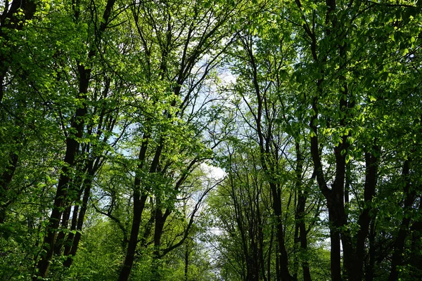Dense Green Summer Forest Many Tall Trees Morning Sun Light — Stock Photo, Image