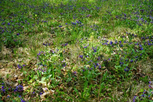 Blå Och Rosa Blommor Lungört Eller Suffolk Lungört Pulmonaria Obscura — Stockfoto