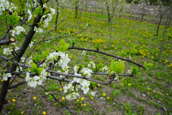Apple Tree Blooming Flowers Close Blossoming Apple Orchard Spring — Stock Photo, Image