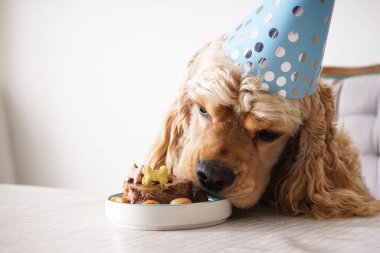 Amerikan Cocker Spaniel tatil ziyafeti, köpek doğum günü, yakın plan..