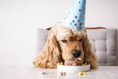 Amerikan Cocker Spaniel tatil ziyafeti, köpek doğum günü, yakın plan..