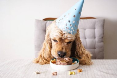 Amerikan Cocker Spaniel tatil ziyafeti, köpek doğum günü, yakın plan..