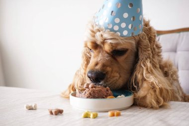 Amerikan Cocker Spaniel tatil ziyafeti, köpek doğum günü, yakın plan..