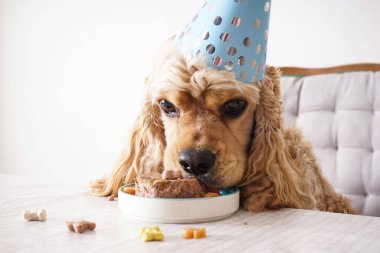 Amerikan Cocker Spaniel tatil ziyafeti, köpek doğum günü, yakın plan..