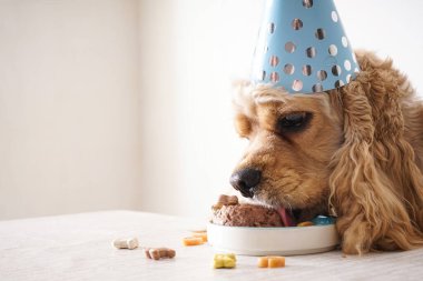 Amerikan Cocker Spaniel tatil ziyafeti, köpek doğum günü, yakın plan..