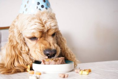 Amerikan Cocker Spaniel tatil ziyafeti, köpek doğum günü, yakın plan..