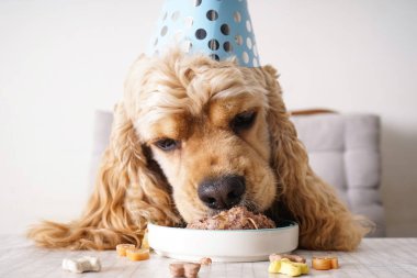 Amerikan Cocker Spaniel tatil ziyafeti, köpek doğum günü, yakın plan..