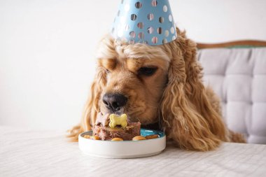 Amerikan Cocker Spaniel tatil ziyafeti, köpek doğum günü, yakın plan..