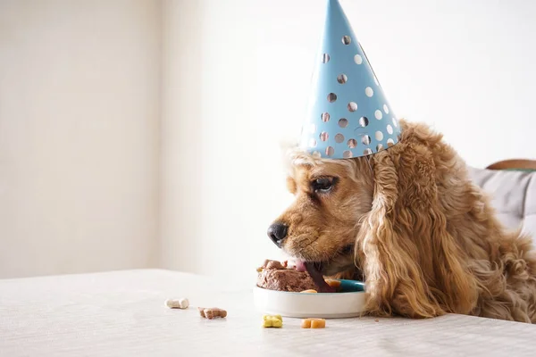 美国可可卡犬在有假日款待 狗生日 特写镜头的餐桌旁吃饭 — 图库照片