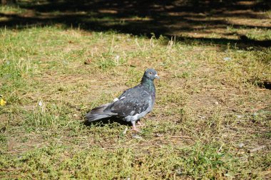 Güneşli bir gün. Parkın bahçesinde güvercin, yakın plan.. 