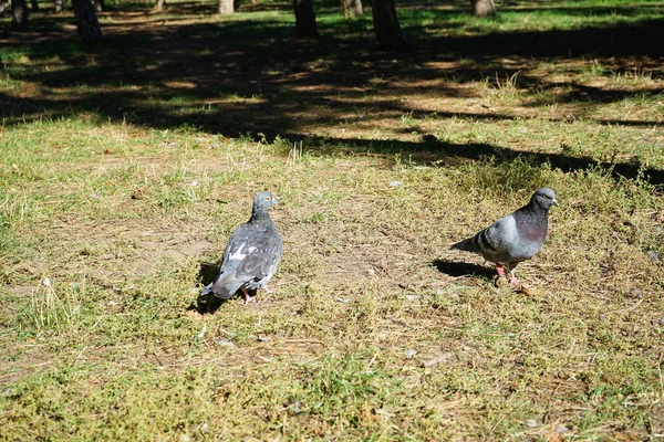 의정원에 비둘기 — 스톡 사진