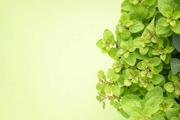 Fresh herbs oregano, thyme, sage on light green background with space for text, top view. Close-up.