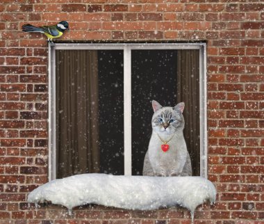 Bir kül kedisi pencerede oturuyor. Kar yağıyormuş. Kış geldi..