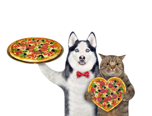 Chien Husky Chat Rougeâtre Avec Pizza Fond Blanc Isolé — Photo