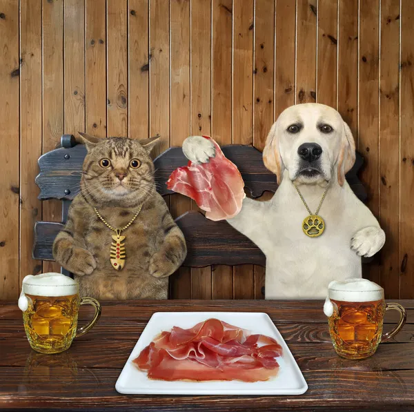 Μια Μπεζ Γάτα Ένας Σκύλος Λαμπραντόρ Τρώνε Ωμό Κρέας Μπύρα — Φωτογραφία Αρχείου
