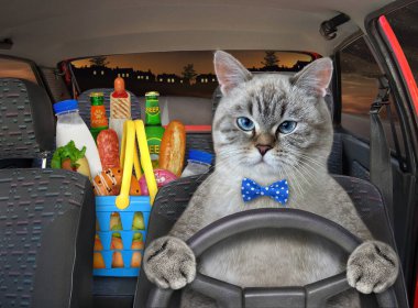 Kedi külü, geceleyin otoyolda araba sürüyor. Yanında yiyecek dolu bir kese kağıdı var..
