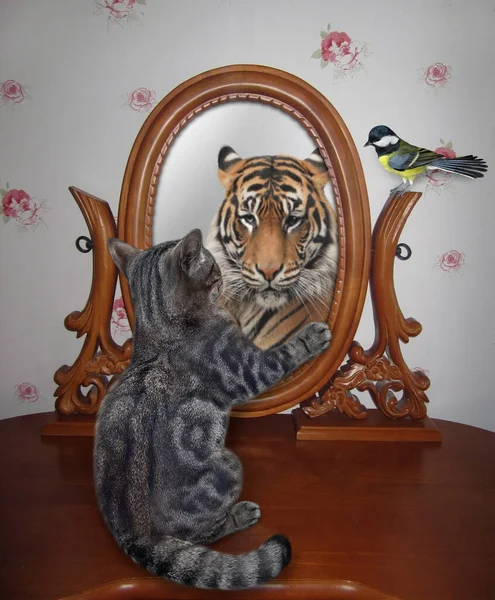 Eine Graue Katze Schaut Hause Einen Ovalen Holzspiegel Sieht Dort — Stockfoto