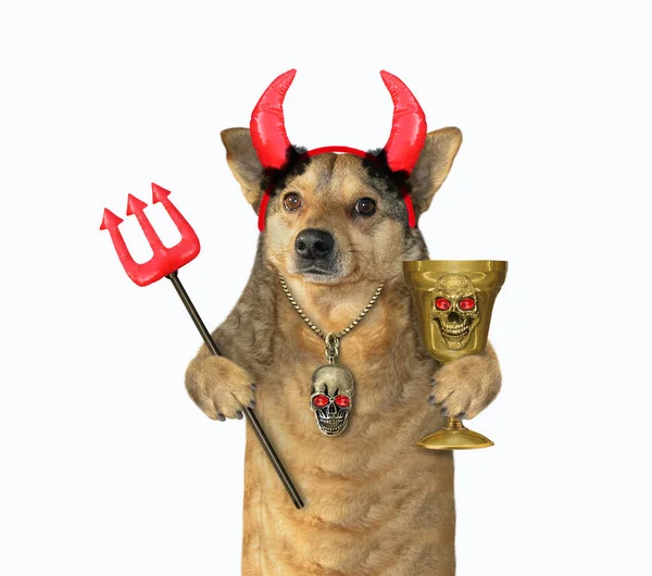 Beżowy Pies Czerwonych Rogach Diabła Trzyma Trójząb Złoty Kielich Halloween — Zdjęcie stockowe