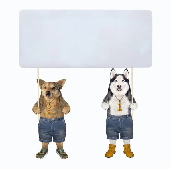 Beżowy Pies Pies Husky Trzymają Wielki Pusty Plakat Drewnianych Patykach — Zdjęcie stockowe