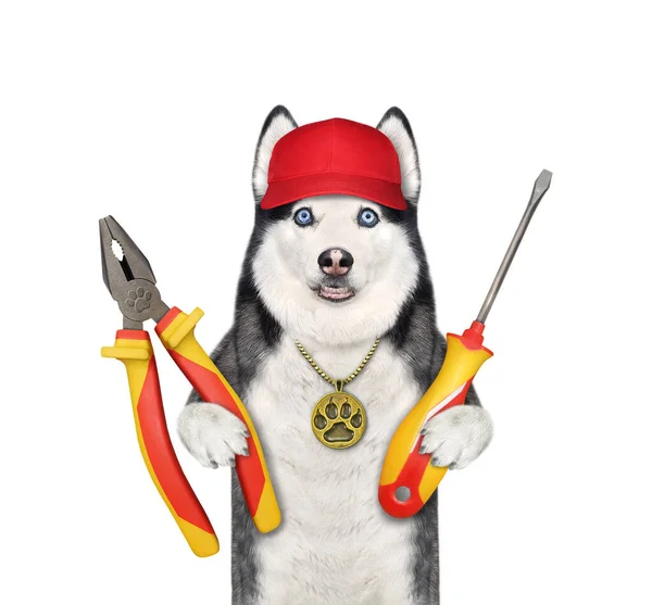 赤いキャップの犬のハスキーリペアは プレーヤーとドライバーを保持しています 白地だ — ストック写真