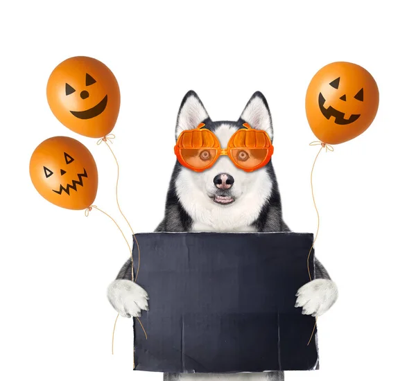 Pies Husky Okularach Kształcie Dyni Posiada Czarny Pusty Plakat Balony — Zdjęcie stockowe