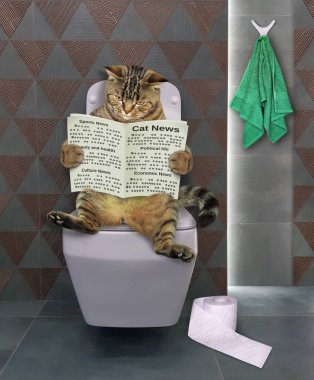 Bej renkli bir kedi beyaz bir klozete oturur ve gazete okur..