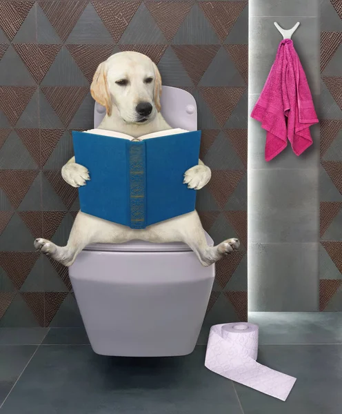 Pies Labrador Okularach Siedzi Białej Kwadratowej Muszli Klozetowej Czyta Książkę — Zdjęcie stockowe