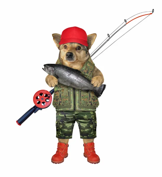 釣竿を持った赤い猫のベージュの犬の漁師がマスを捕まえた 白地だ — ストック写真
