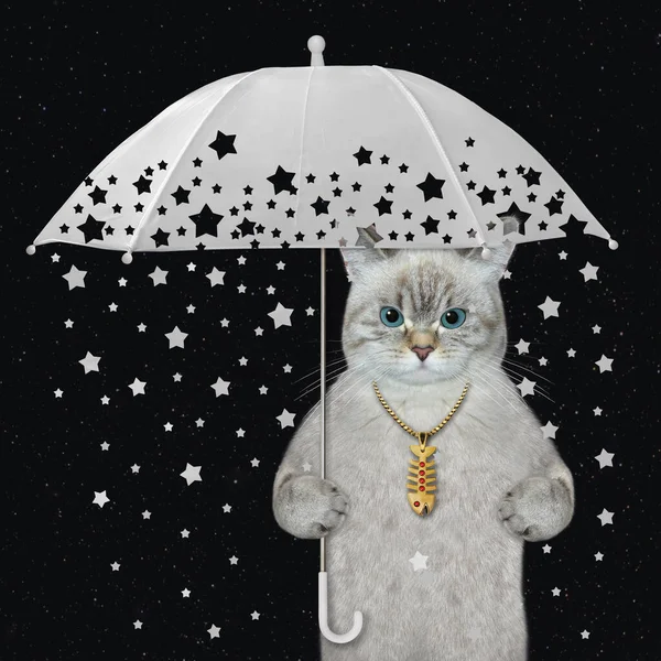 流れ星のついた白い傘の下の灰猫 黒の背景 — ストック写真