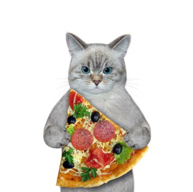 Dişbudak kedinin elinde bir dilim pizza var. Beyaz arka plan. İzole edilmiş.