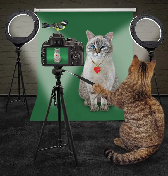 Ein Beiger Katzenfotograf Fotografiert Eine Aschfeine Katze Fotostudio — Stockfoto