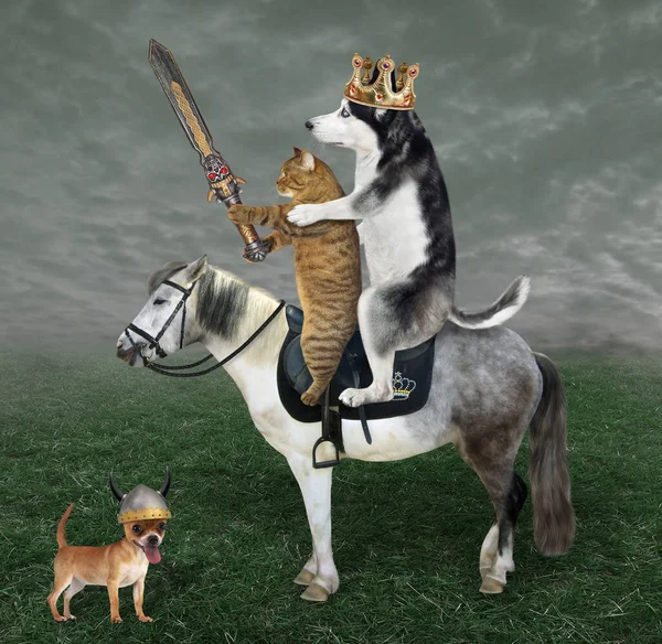 Собака Хаскі Король Золотій Короні Бежевий Кіт Мечем Їздять Сірому — стокове фото