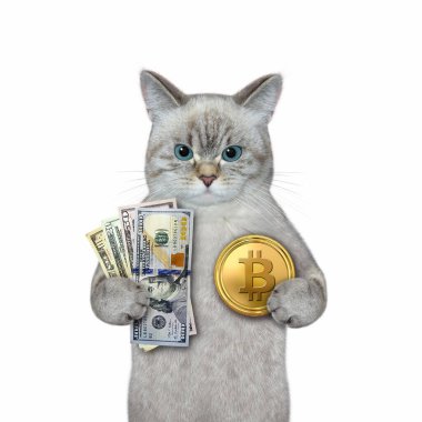 Bir dişbudak kedisinde dolar ve altın bir bitcoin bulunur. Beyaz arka plan. İzole edilmiş.