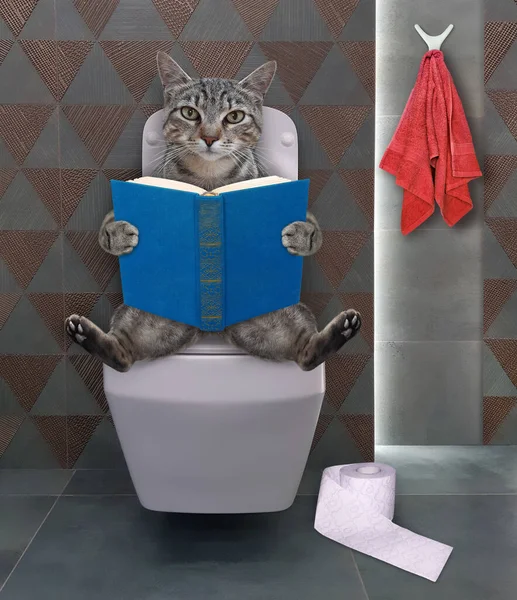 Gray Cat Glasses Sits White Square Toilet Bowl Reads Book — Stock Photo, Image