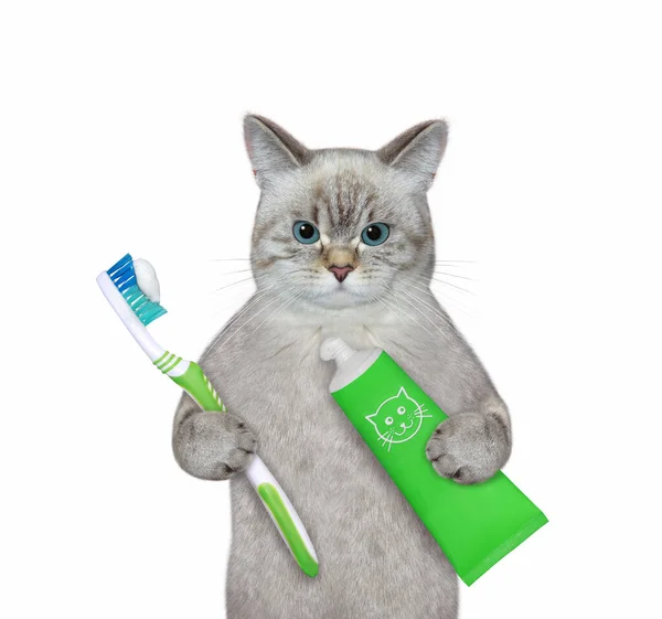 Μια Γάτα Στάχτης Οδοντόβουρτσα Και Οδοντόπαστα Βουρτσίζει Δόντια Του Λευκό — Φωτογραφία Αρχείου