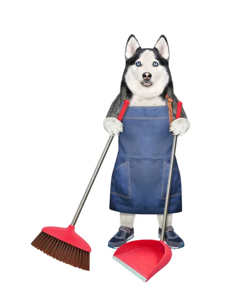 Cão Husky Avental Trabalho Mantém Uma Vassoura Uma Panela Fundo — Fotografia de Stock