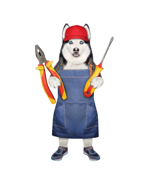 Dog Husky Repairer Red Cap Holds Plier Screwdriver White Background — Stock Photo, Image