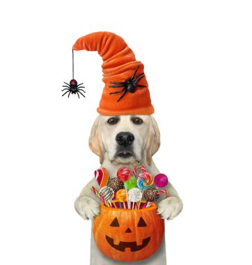 Örümcekli şapkalı bir köpek labrador Cadılar Bayramı için şeker dolu bir balkabağı kovası tutuyor. Beyaz arka plan. İzole edilmiş.