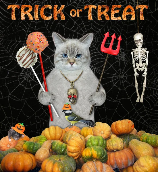 悪魔のトライデントとケーキポップを持つアシェン猫はハロウィンのためのカボチャのヒープの近くにあります — ストック写真